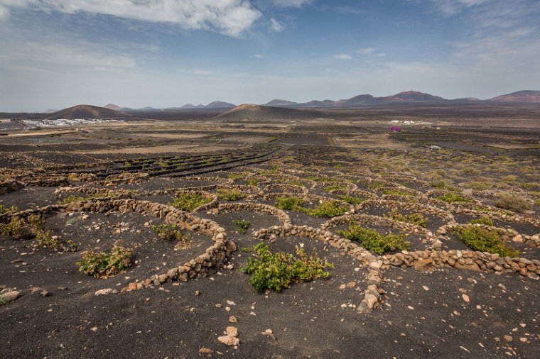 020 Lanzarote, La Geria.jpg